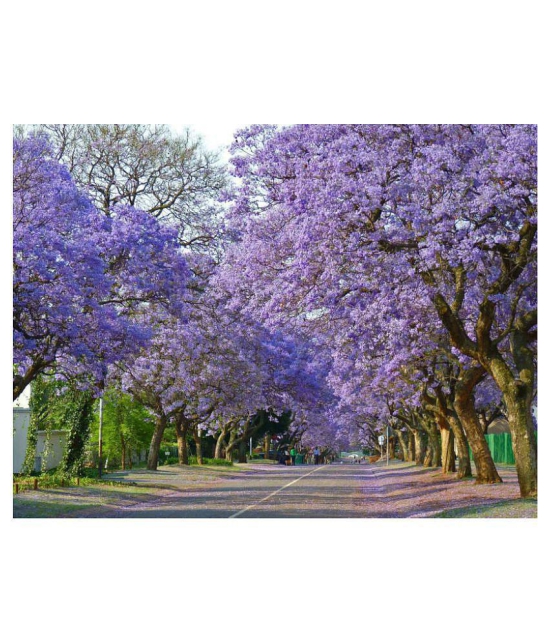 Green India Jacaranda - blue jacaranda tree seeds - Jacaranda mimosifolia seeds - black poui - the fern tree seeds â?? Ornamental flowering tree seeds - Pack of 20 Seed