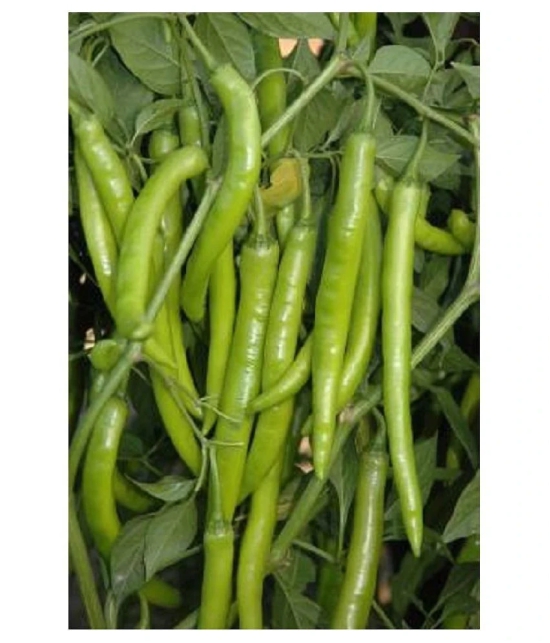 High yielding chilli F1 hybrid Green Chilli | Pack of 50 seeds