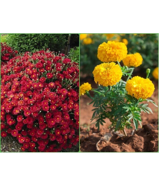 Homeagro Seeds Combo - Chrysanthemum Flower ( 50 seed ) and Marigold Flower ( 50 Seeds )