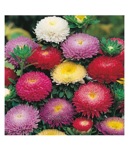 Aster Mix Flower Best Quality Seeds - Pack of 20 seeds