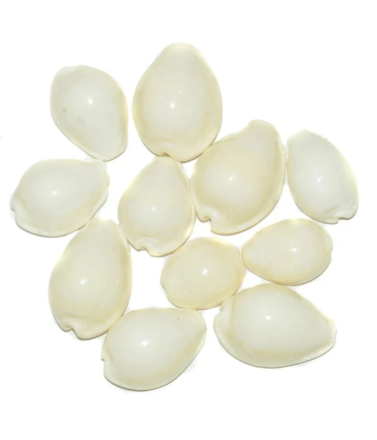 Aksaya Marketing Marble White Kodi Shell - Pack of 11