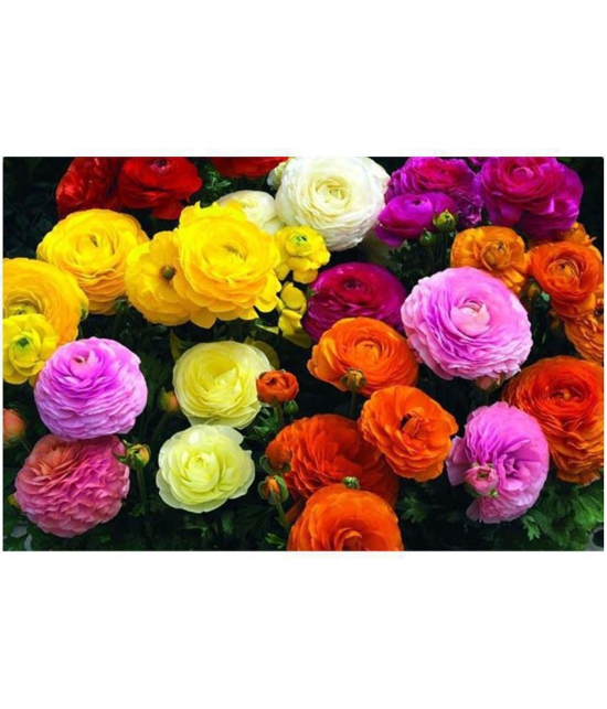 Ranunculus asiaticus Flower Seeds - 40 seeds