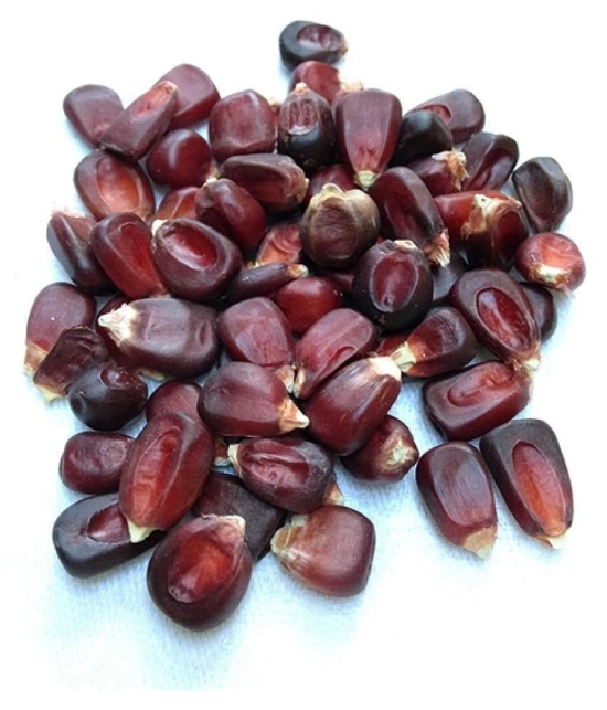 High Germination Red Corn (maize) Traditional Seeds - ( 50 seed )