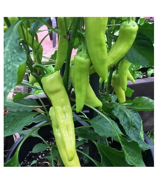 Hybrid Chilli Seeds Best For Your Home Garden - 100 Seeds Per Pack