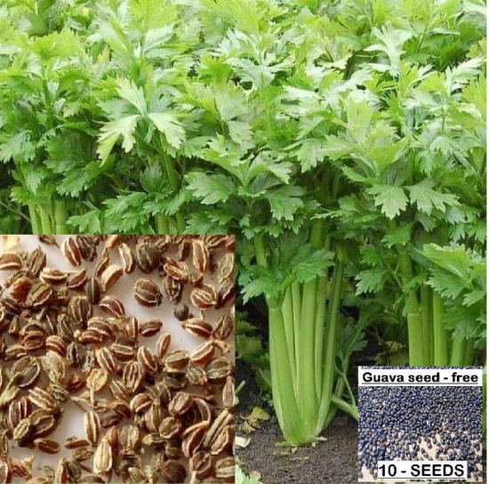 homeagro - Celery Vegetable ( 100 Seeds )