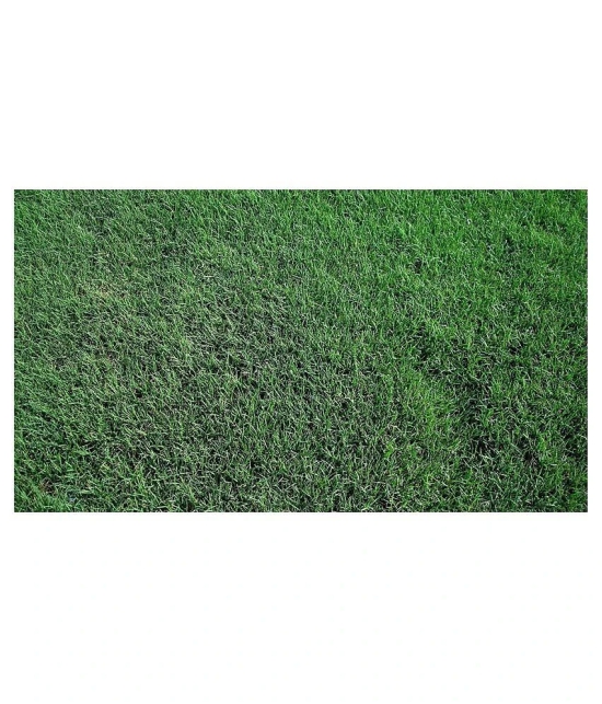 Italian RyeGrass F1 Hybrid Pack Of 500