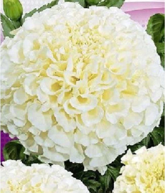 Bijilee F-2 Vanilla White - Flower Seeds Pack Of 30 Seeds