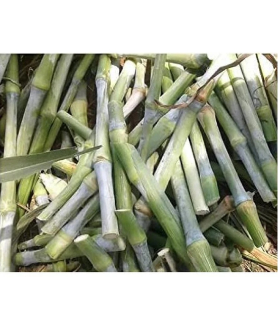 SUPER NAPIER GRASS ( PACK OF 500 SEEDS) WITH MANUAL