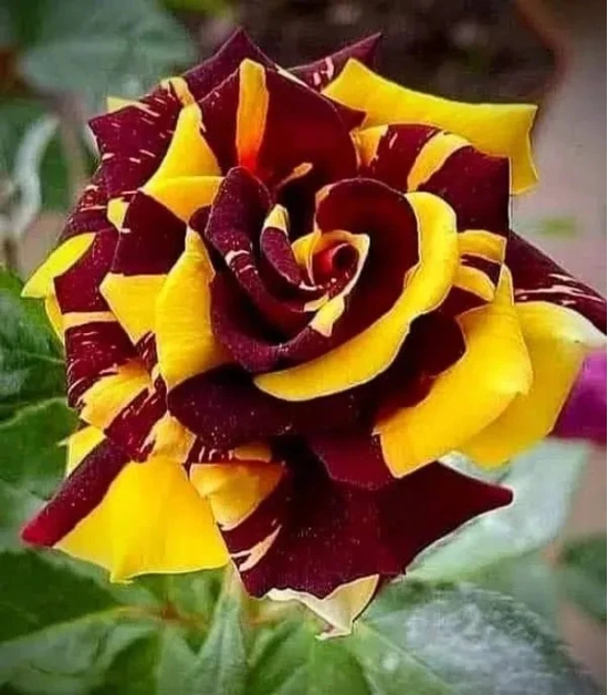 Abracadabra Rose Flower Plant