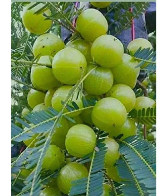 Hybrid Aamla Fruit seeds (30 Seeds )