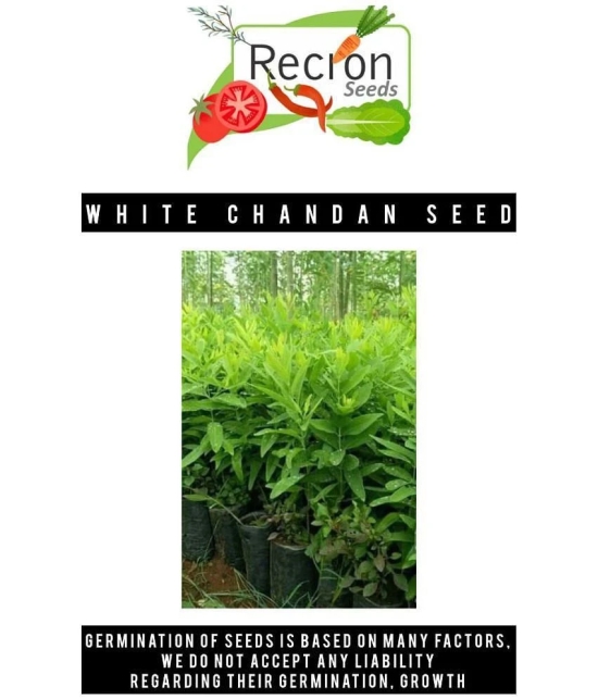 Recron Seeds - Sandalwood Plant ( 10 Seeds )