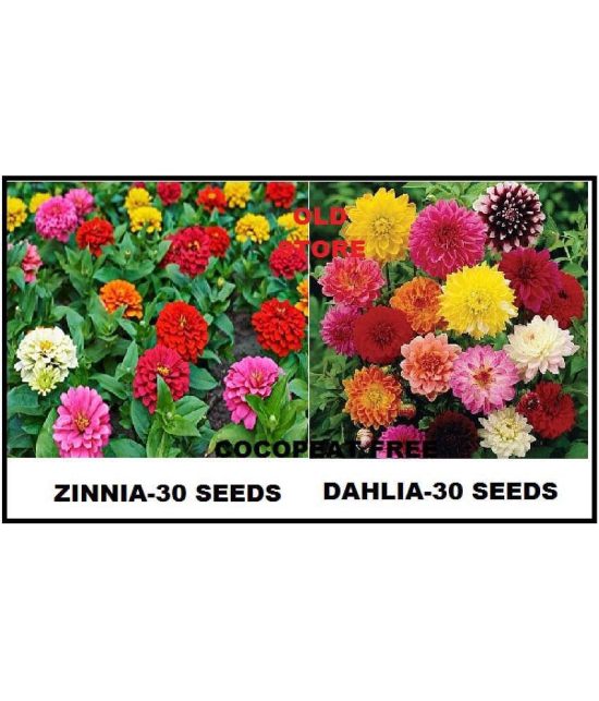 MIX COLOR PREMIUM ZINNIA DAHLIA FLOWER 30-30 SEEDS PACK WITH FREE GIFT COCO PEAT AND USER MANUAL FOR HOME GARDENING