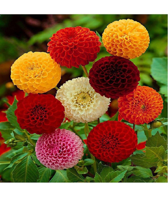 homeagro - Dahlia Mixed Flower ( 25 Seeds )