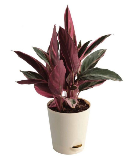 Ugaoo Stromanthe Triostar Garden Plant with Self Watering Pot - Medium