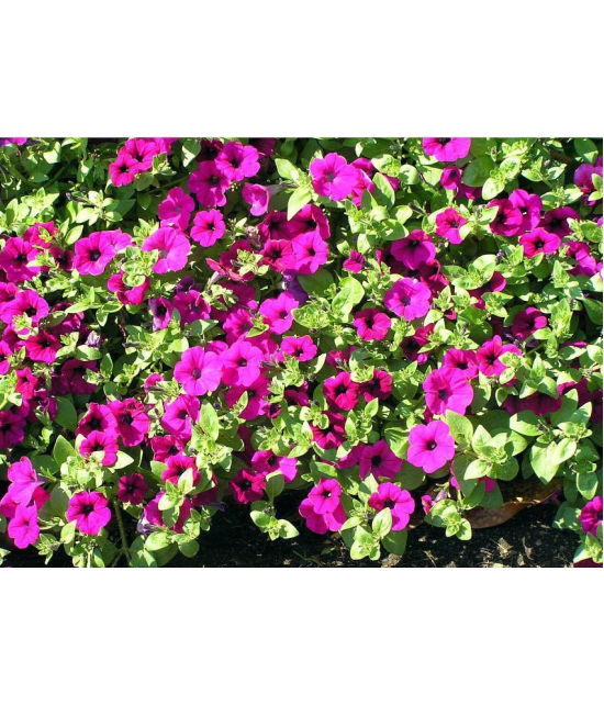 homeagro - Petunia Mixed Flower ( 50 Seeds )