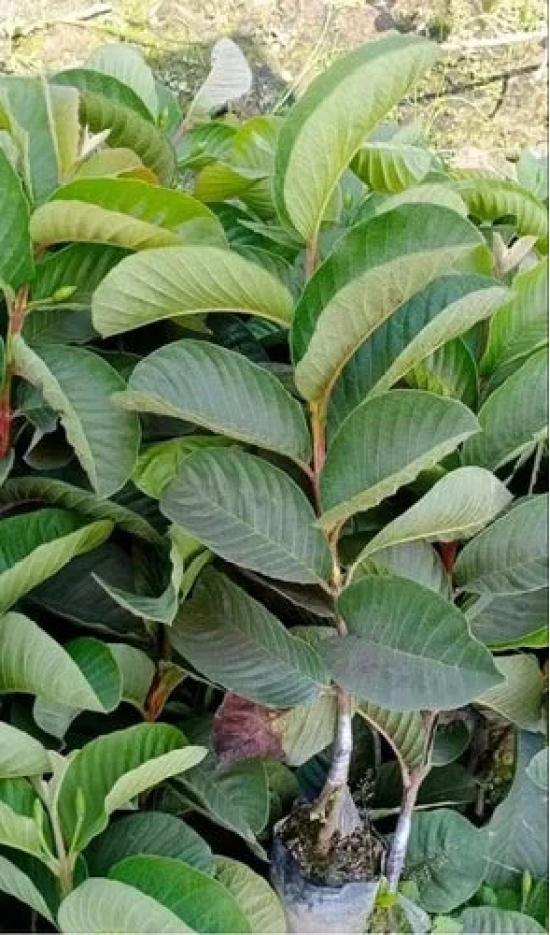 Red Dimond Guava Fruit  Plant