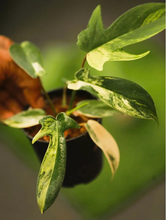 Philodendron Florida Beauty