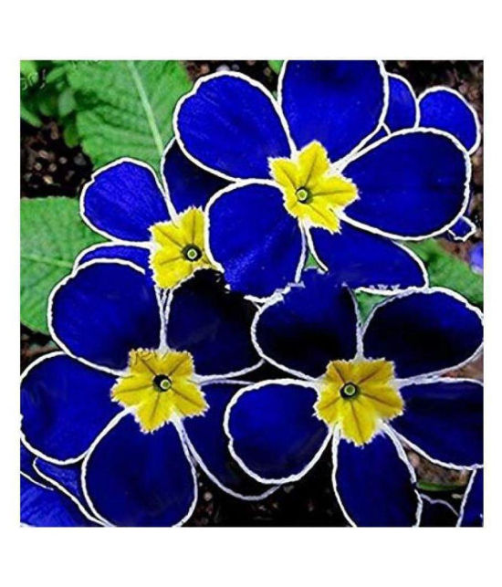 Blue Evening Primrose Flower Seeds