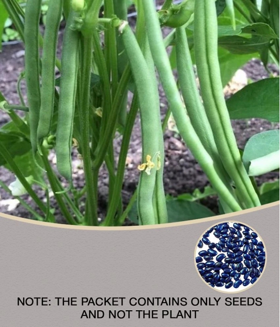 homeagro French Beans vegetables hybrid seeds | p