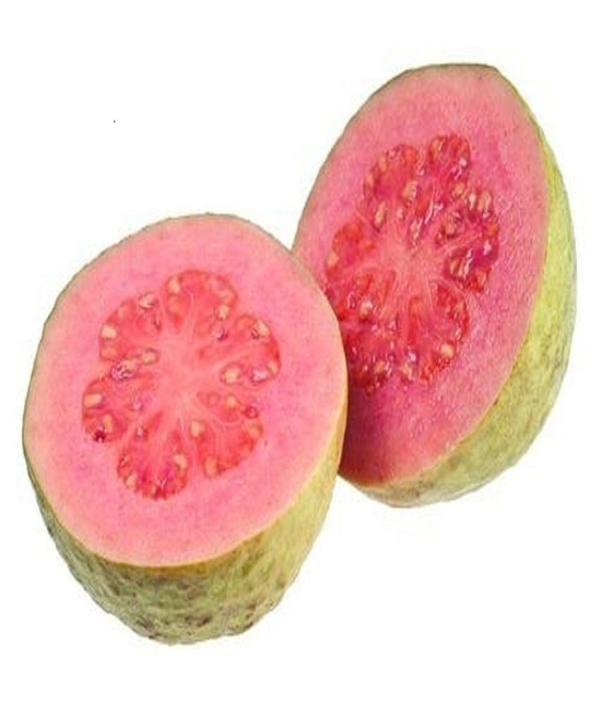 Red guava plan seeds with cocopeat 100 seeds