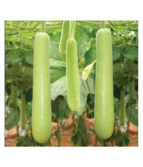 Bottle Gourd Vegetable Seeds - Pack of 20 | With Instruction Manual