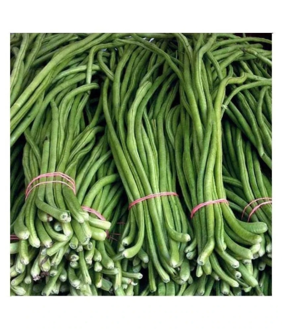 Lobia Hybrid Green Long Beans ( 25 Seeds ) - Lobia ka beej