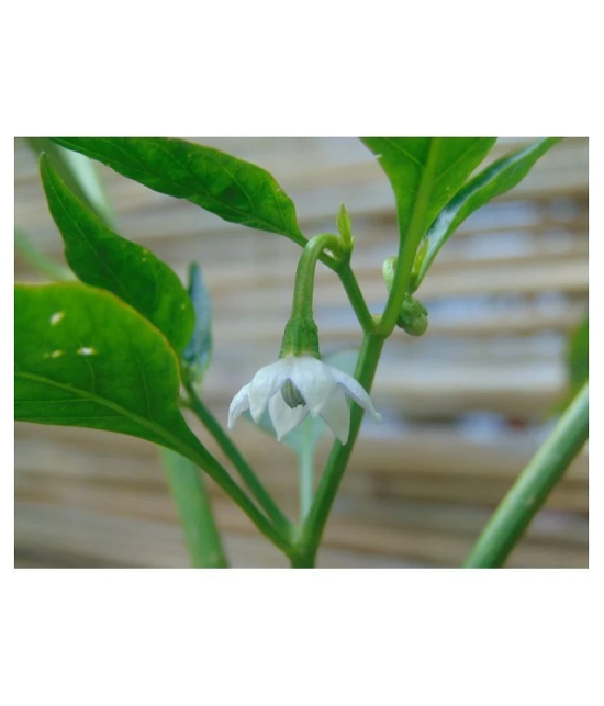 HOT CHILLI PEPPER DESIRE SEED (PACK OF 50 SEED X 1 PER PKTS)