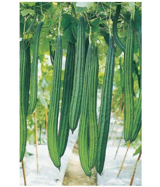 Recron Seeds - Ridge Gourd (Toree) Vegetable ( 50 Seeds )