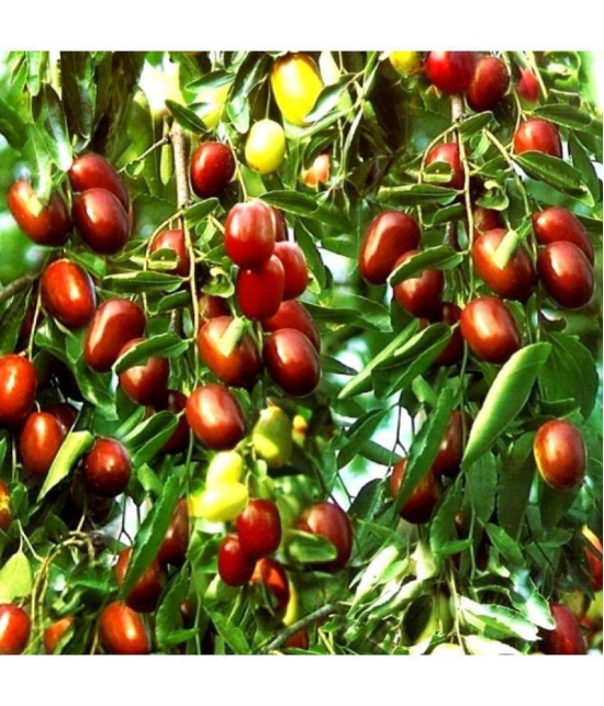 Ber Thailand variety fruit known as the Indian jujube 10 seeds Grafted