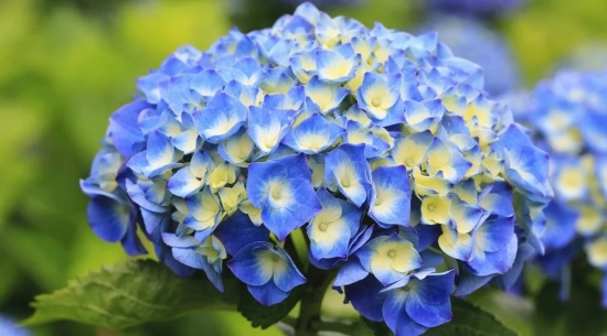 Hybrid Hydrangea Plant For Gardening