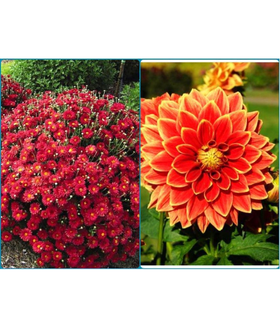 sky star agro Seeds Combo - Chrysanthemum Mix Flower ( 50 seed ) and Zinnia Mixed Flower ( 20 Seeds )