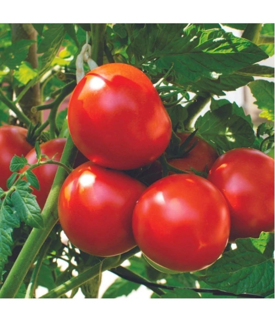 F1 Hybrid Tomato Seeds , high yielding variety, For All Season pack of 250 seeds