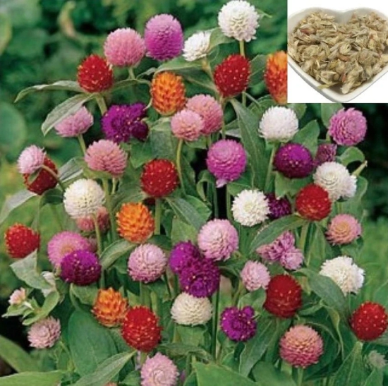 homeagro GOMPHRENA FLOWER SEEDS ( 25 SEEDS)