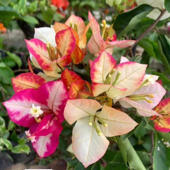 Bougainvillea Flowers Plant For Gardening