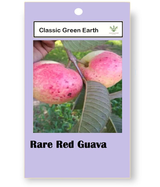 CLASSIC GREEN EARTH - Fruit Seeds ( Rare Red Guava Psidium Guajava Guava 50 Seeds )