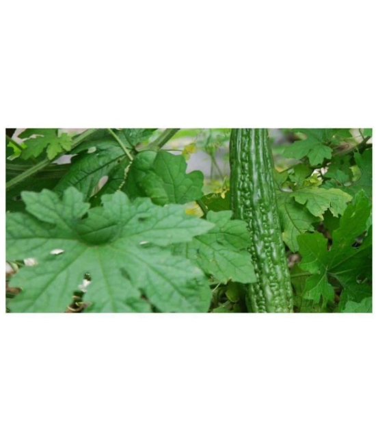 Bitter Gourd Karela seeds pack of 25 seeds