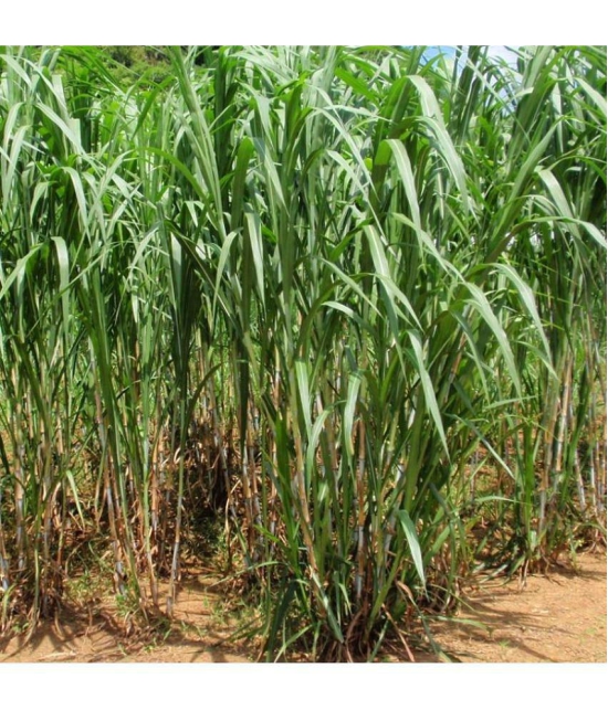 SUPER NAPIER GRASS ( PACK OF 500 SEEDS) WITH MANUAL