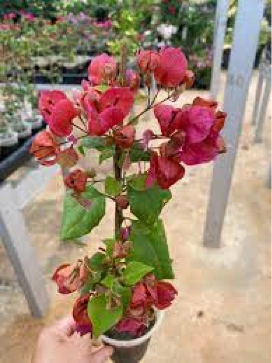 Peacock red bougainvillea flowers plant