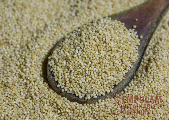 Foxtail Millet - 500 Gms