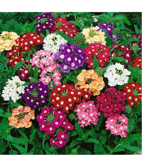 Leafy Tales Verbena- Flower Seeds for Balcony Gardening, 50 seeds