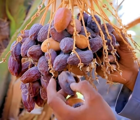 Dwarf Arabian Date Plant