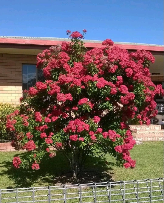 Carphalea Kirondron / Flaming Beauty-Small