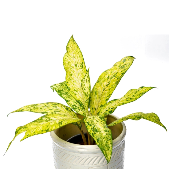 Pleasing Aglaonema Yellow Plant-