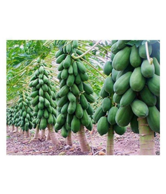 SWEET PAPAYA SEEDS dwarf PACK