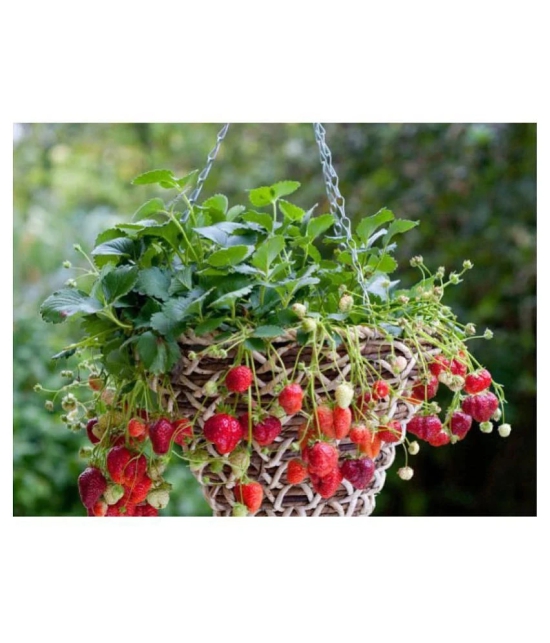 Creative Farmer Herbal Plant Seeds - Strawberry Hanging Variety Kitchen Garden Pack