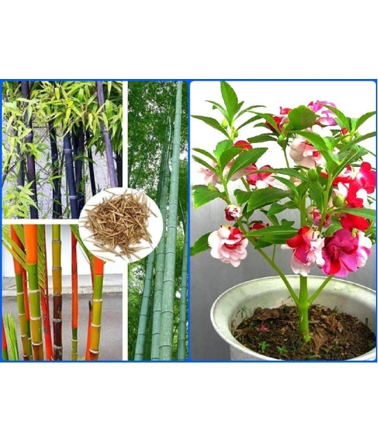 homeagro - Combo of Bamboo Plant ( 20 Seeds ) and and Balsam mix Flower ( 20 seed )