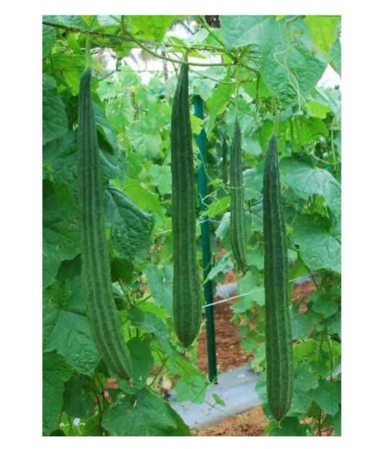 F1 Hybride Ridge GOURD Seed (15 seeds)