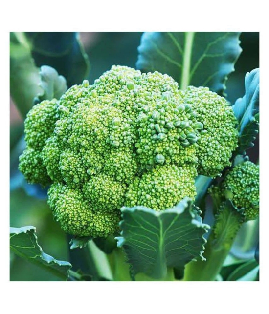 Jioo Organics 100% Original Hybrid Broccoli | Microgreen Seeds | Vegetable Seeds | Home Garden Seeds