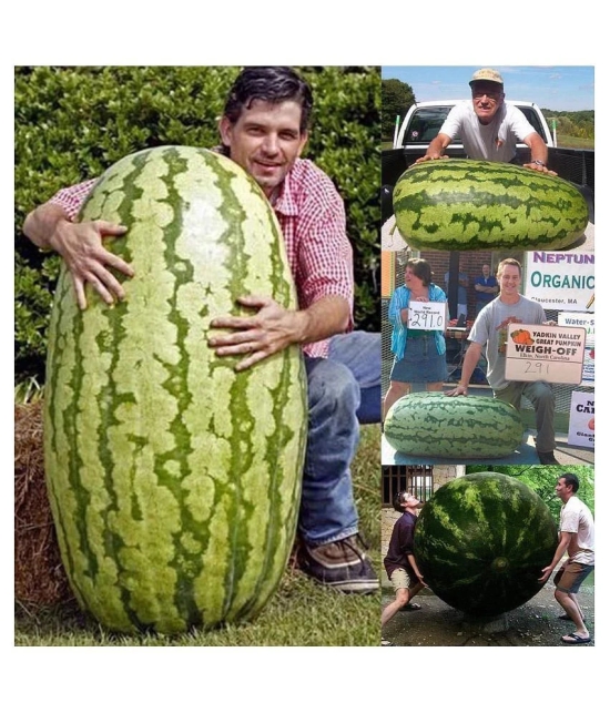 Lot Giant Watermelon Bonsai Fruit Plants Planting Watermelon Garden NON-GMO Edible Fruits, 15 Seeds