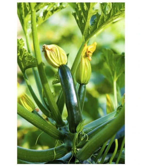 High Yielding Hybrid Green Long Squash ZUCCHINI 10 Seeds